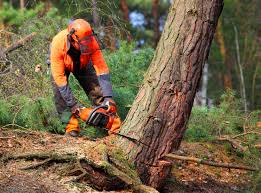 Leaf Removal in Ester, AK