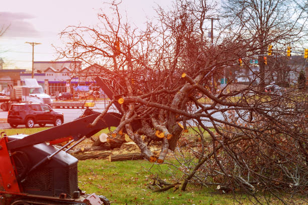 How Our Tree Care Process Works  in  Ester, AK