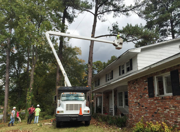 Professional Tree Care in Ester, AK