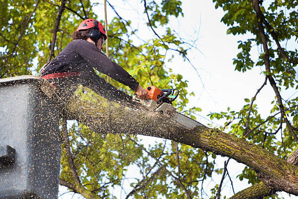Lawn Maintenance Plans in Ester, AK